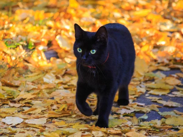 Cute Cat Walking Autumn Fallen Leaves — Stock Photo, Image