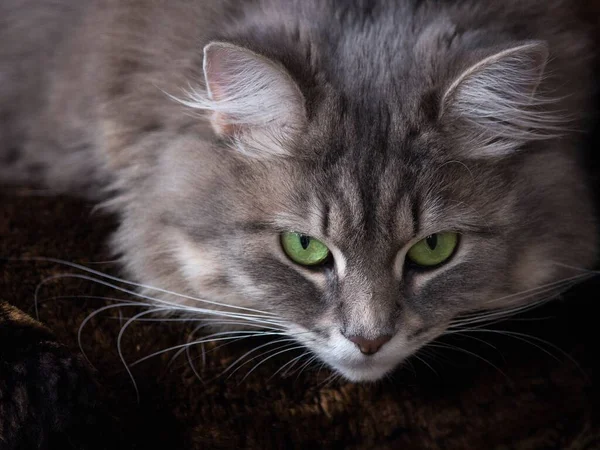 Retrato Adorável Gato Siberiano Tabby — Fotografia de Stock