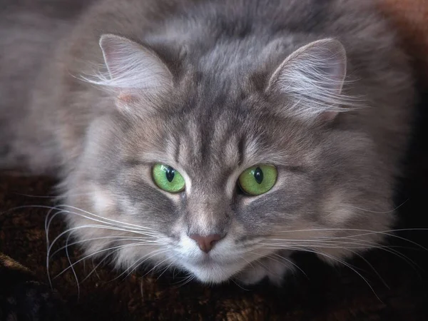 Retrato Adorável Gato Siberiano Tabby — Fotografia de Stock