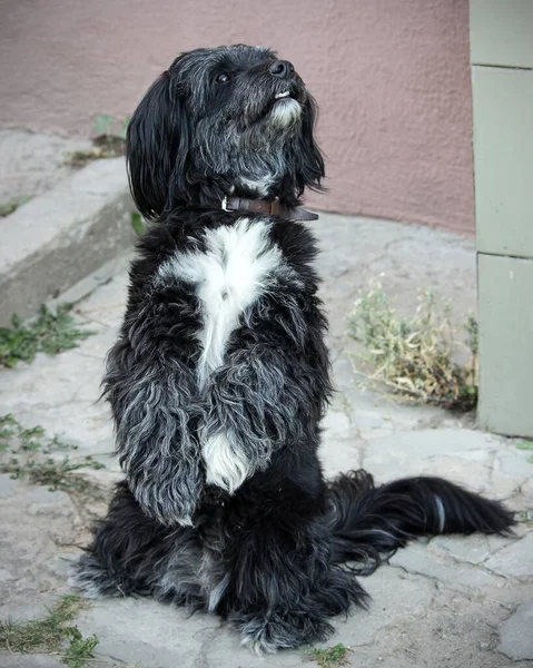 Cão Preto Branco Terraço — Fotografia de Stock