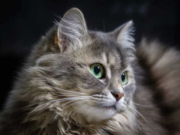 Retrato Adorável Gato Siberiano Tabby — Fotografia de Stock