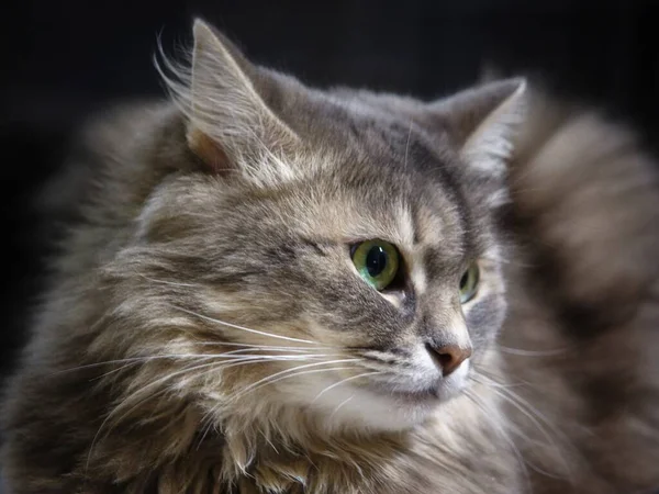 Retrato Adorável Gato Siberiano Tabby — Fotografia de Stock