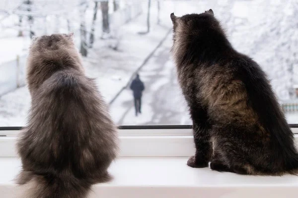 Dvě Kočky Dívají Okna — Stock fotografie
