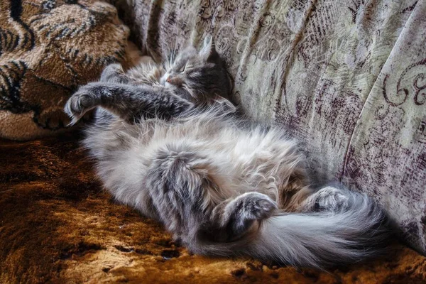 Schöne Schlafende Kätzchen Porträt — Stockfoto