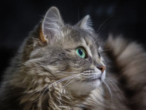 Portrait Adorable Tabby Siberian Cat — Stock Photo, Image