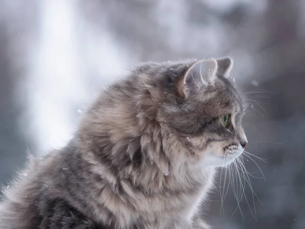 Winterporträt Der Schönen Sibirischen Miezekatze — Stockfoto
