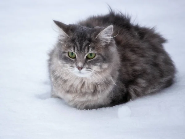 Retrato Invierno Del Hermoso Gatito Siberiano —  Fotos de Stock