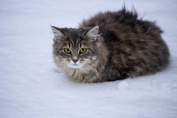 Winter Portrait Gray Kitty — Stock Photo, Image