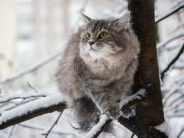 Winterporträt Sibirische Katze — Stockfoto