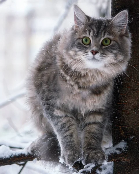 Sibirya Kedisinin Kış Portresi — Stok fotoğraf