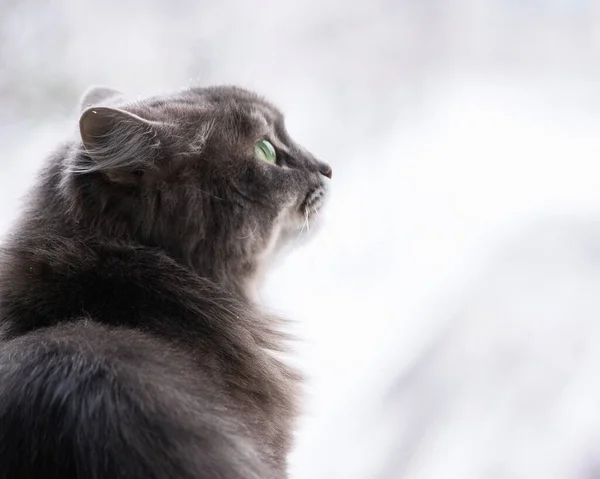 Retrato Inverno Gato Siberiano — Fotografia de Stock
