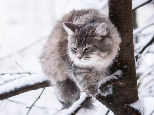 西伯利亚猫冬季肖像 — 图库照片