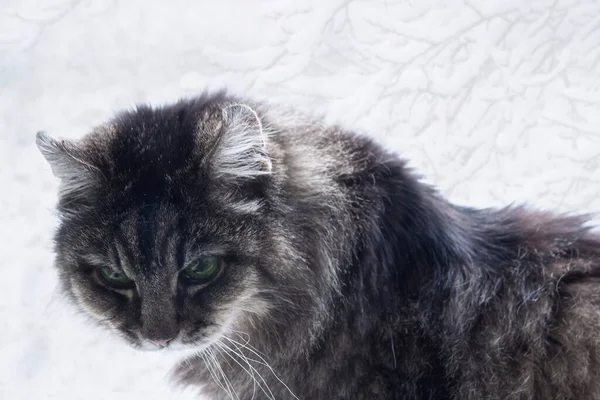 Retrato Invierno Gato Siberiano —  Fotos de Stock