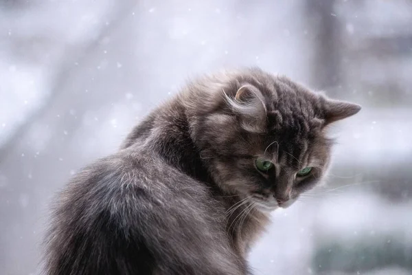 Winter Portrait Siberian Cat — Stock Photo, Image