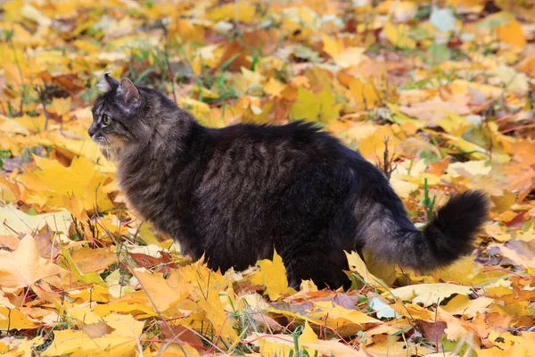 Retrato Hermoso Gato Viejo Paseo Otoño — Foto de Stock