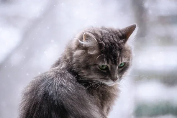 Retrato Inverno Gato Siberiano — Fotografia de Stock