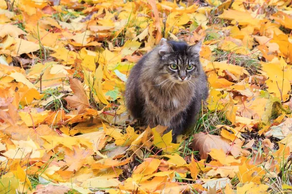 Retrato Gato Velho Bonito Passeio Outono — Fotografia de Stock