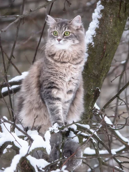 Winterporträt Sibirische Katze — Stockfoto