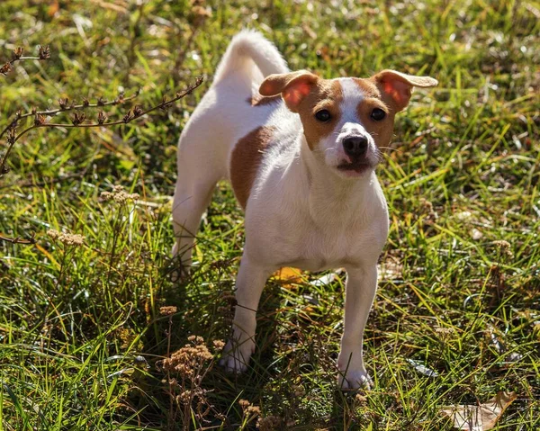 Jack Russell Terrier Sitter Gräset — Stockfoto