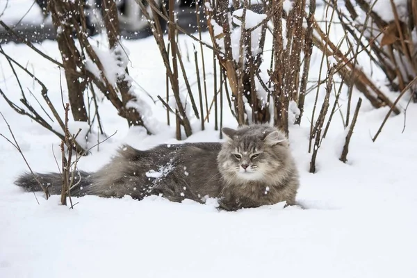 Retrato Inverno Siberian Gatinho Cinza — Fotografia de Stock