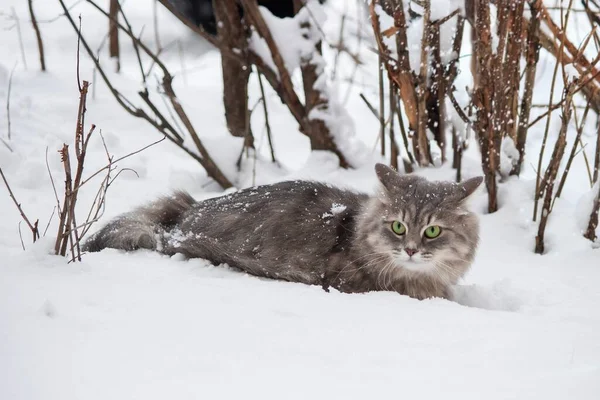 Zimní Portrét Sibiřská Šedá Kočička — Stock fotografie