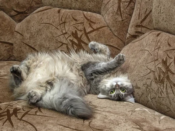 Junge Graue Miezekatze Spielt Auf Einem Sofa — Stockfoto