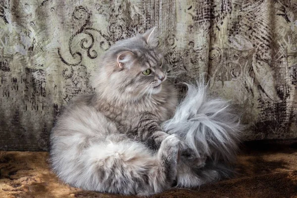 Young Gray Kitty Playing Sofa — Stock Photo, Image