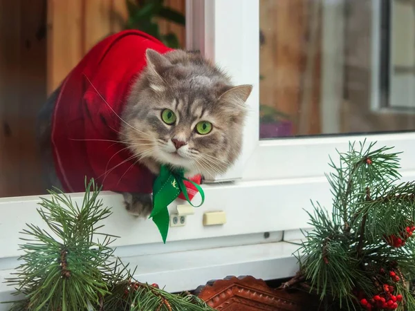 창문에 드레스를 아름다운 고양이 — 스톡 사진