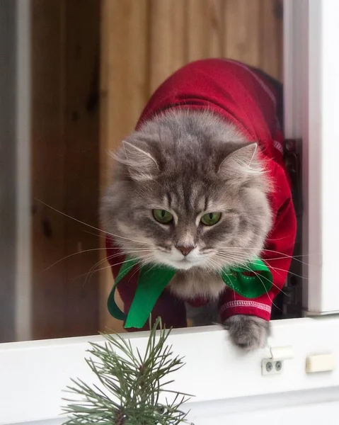 Gato Bonito Vestido Vermelho Janela Aberta — Fotografia de Stock