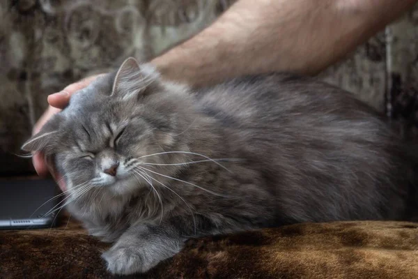 Junge Katze Den Händen Eines Fürsorglichen Besitzers — Stockfoto