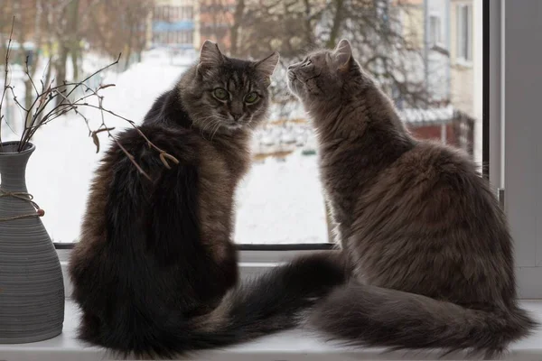 Old Tabby Cat Young Gray Kitty Windowsill — Stock Photo, Image