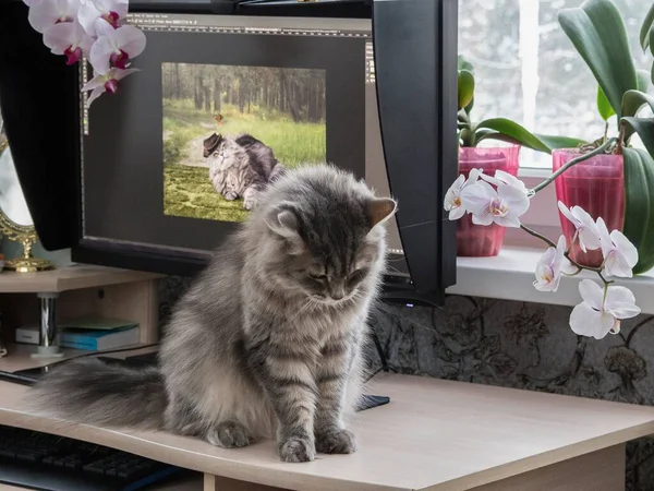 Gatinho Cinza Curioso Uma Mesa Computador — Fotografia de Stock