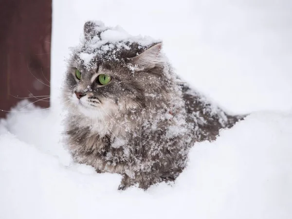 Zimní Portrét Krásné Sibiřské Kočičky — Stock fotografie