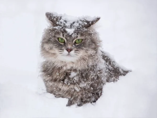 Winterporträt Der Schönen Sibirischen Miezekatze — Stockfoto