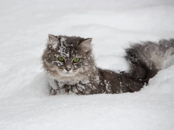 Güzel Sibirya Kedisinin Kış Portresi — Stok fotoğraf