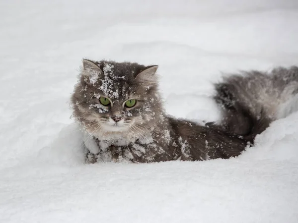 Winterporträt Der Schönen Sibirischen Miezekatze — Stockfoto