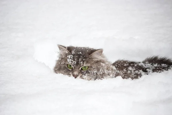 Retrato Inverno Bela Gatinha Siberiana — Fotografia de Stock