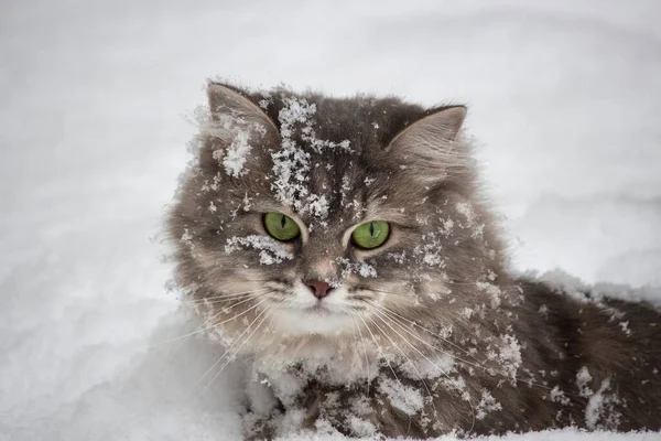 Retrato Invierno Del Hermoso Gatito Siberiano —  Fotos de Stock