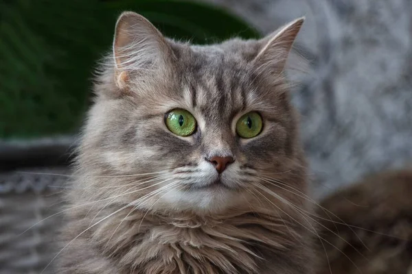 Retrato Gatinho Cinza Bonito Com Olhos Verdes — Fotografia de Stock