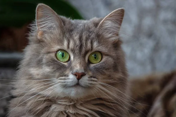 Портрет Красивої Сірої Кошеняти Зеленими Очима — стокове фото