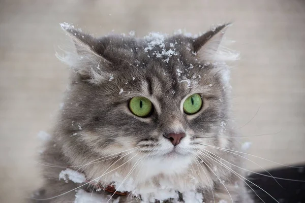 Vinterporträtt Vackra Sibiriska Kattungen — Stockfoto