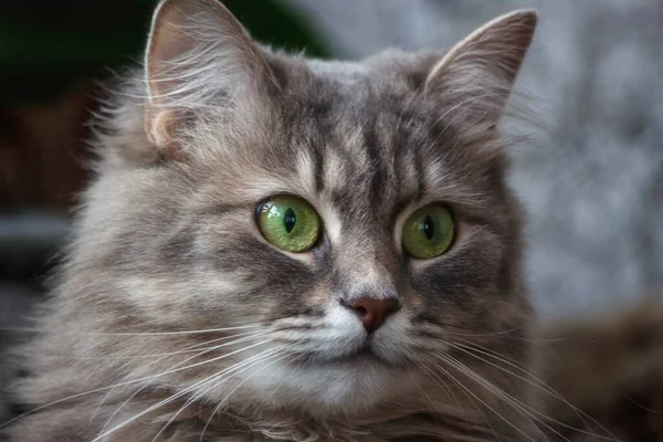 Portret Pięknej Szarej Kotki — Zdjęcie stockowe