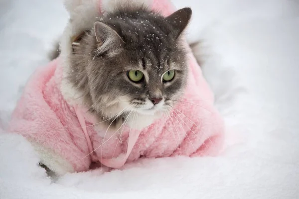 冬はピンクのコートで魅力的な猫を歩く — ストック写真
