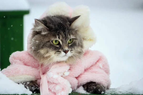 Зимняя Прогулка Очаровательные Кошки Розовом Пальто — стоковое фото