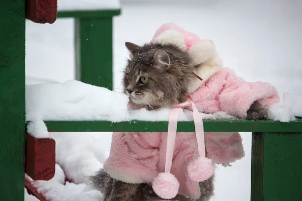 Kış Yürüyüşü Pembe Ceketli Büyüleyici Kediler — Stok fotoğraf
