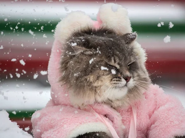 Promenade Hivernale Chats Charmants Dans Manteau Rose — Photo