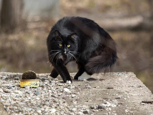 Черная Кошка Прогулки — стоковое фото