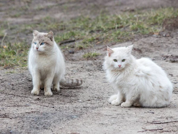 Two white cat walk at spring walk