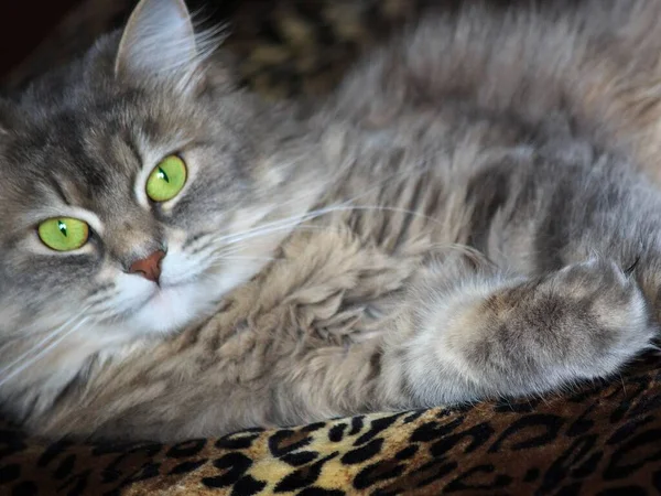 Yeşil Gözlü Güzel Gri Kedi Portresi — Stok fotoğraf