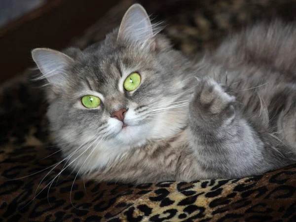 Retrato Gatinho Cinza Bonito Com Olhos Verdes — Fotografia de Stock